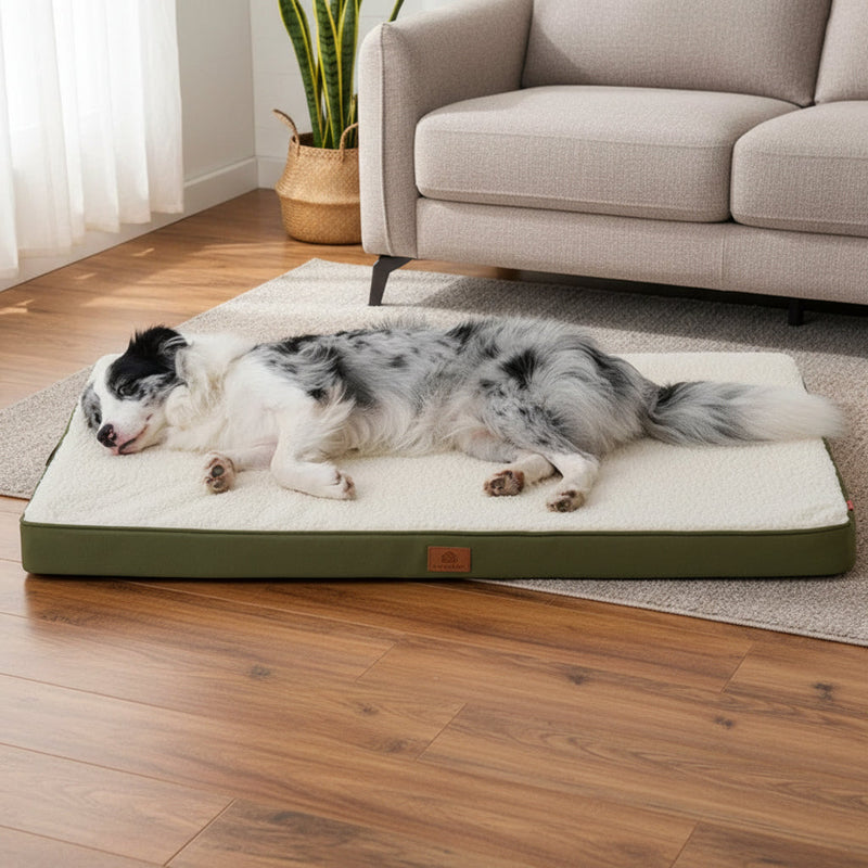 Hond op een matras