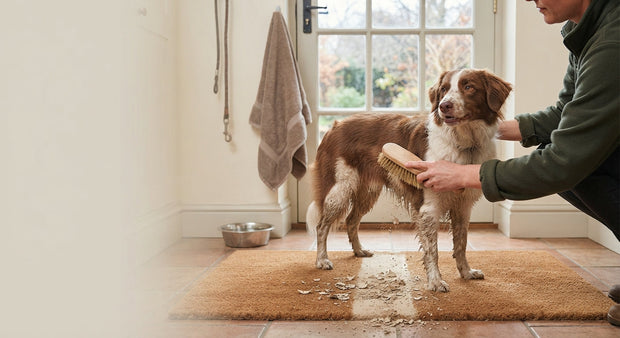 hond schoonmaken modder