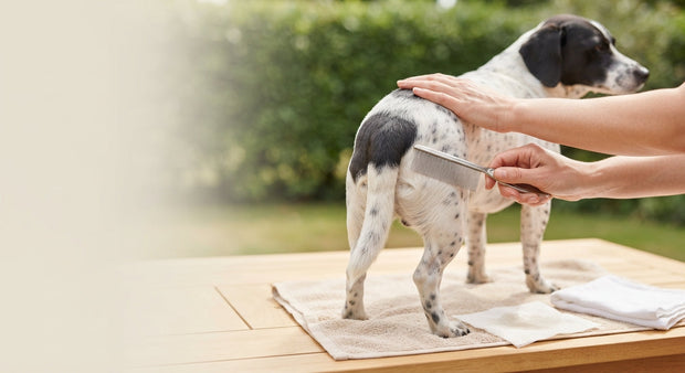 vlooienkam gebruiken bij een hond